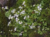 Saxifraga sibirica