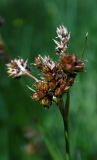 Luzula multiflora