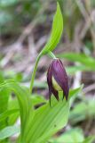 Cypripedium calceolus. Верхушка побега с бутоном. Ленинградская обл., Волосовский р-н, окр. дер. Донцо, лиственный лес, обочина грунтовой дороги. 03.06.2020.