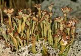 Cladonia gracilis ssp. turbinata