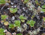 Sedum hispanicum