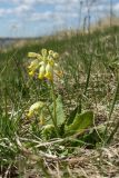 Primula veris. Цветущее растение. Псковская обл., Невельский р-н, окраина дер. Шеляково, верхняя часть склона холма городища, суходольный луг. 09.05.2022.