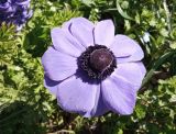 Anemone coronaria