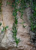 Carpobrotus chilensis