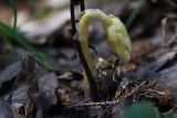 Hypopitys monotropa. Развивающийся генеративный побег и основания сухих прошлогодних генеративных побегов. Калужская обл., Боровский р-н, между дер. Чёлохово и Чёлоховским ручьём, елово-осиновый лес. 20 июля 2023 г.