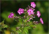 Phlox paniculata