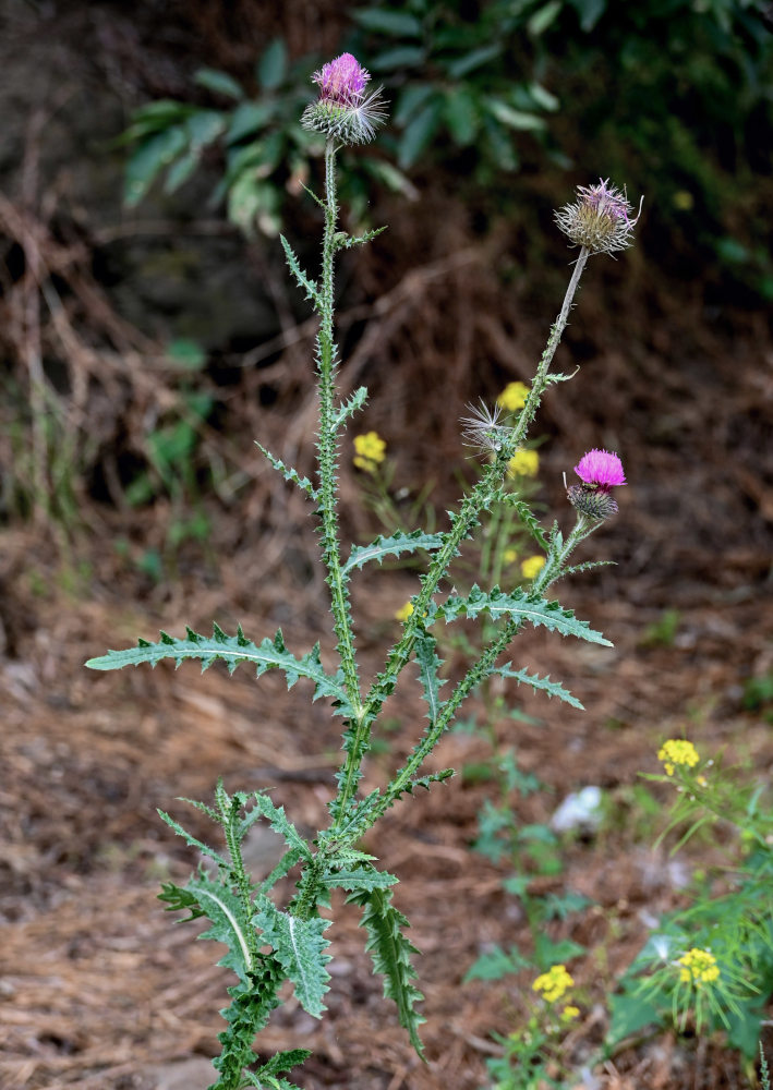 Image of genus Carduus specimen.