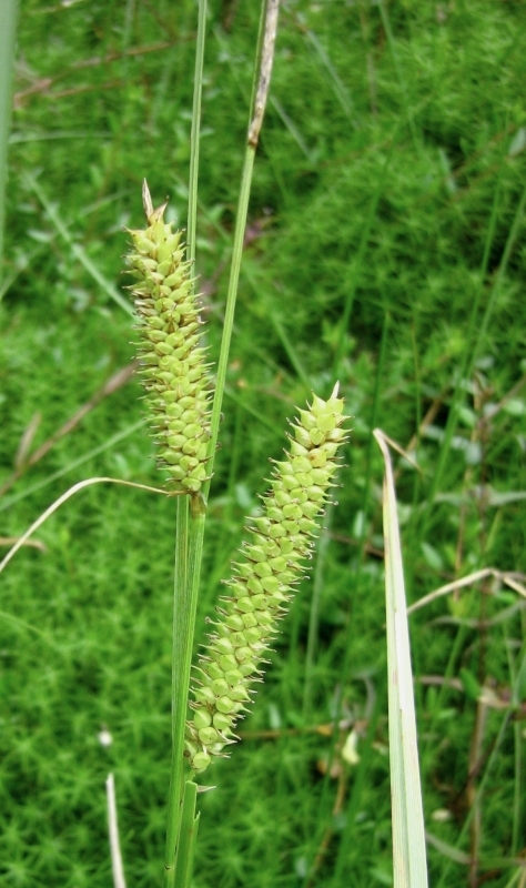 Image of Carex rostrata specimen.