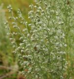 Artemisia austriaca