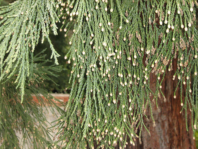 Изображение особи Sequoiadendron giganteum.