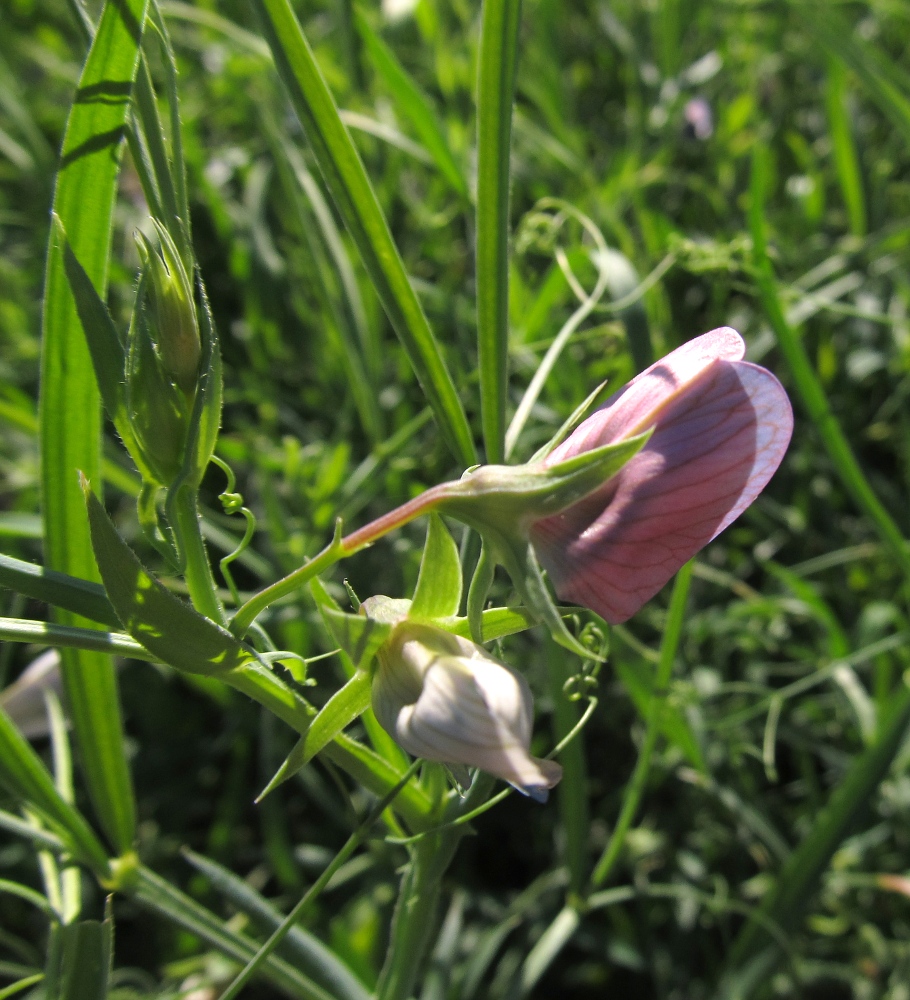 Изображение особи Lathyrus sativus.