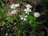 Stellaria holostea