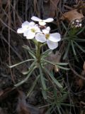 Iberis saxatilis. Цветущее растение. Южный Берег Крыма, м. Айя. 30 марта 2009 г.