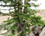 Juniperus seravschanica