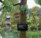 Cercidiphyllum japonicum