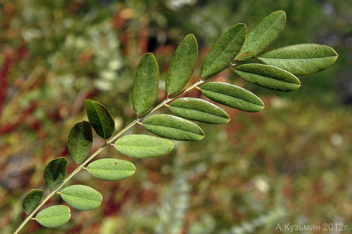 Изображение особи Amorpha fruticosa.