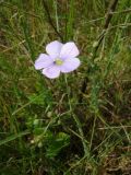 Linum austriacum. Верхушка цветущего растения. Краснодарский край, сухой южный склон над р. Ея у станицы Шкуринская. 12.05.2009.