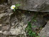 Erigeron karvinskianus