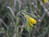 Onosma taurica