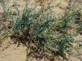 Ammothamnus lehmannii. Плодоносящее растение. Узбекистан, Кашкадарьинская обл., Пески Сундукли. 02.06.2009.