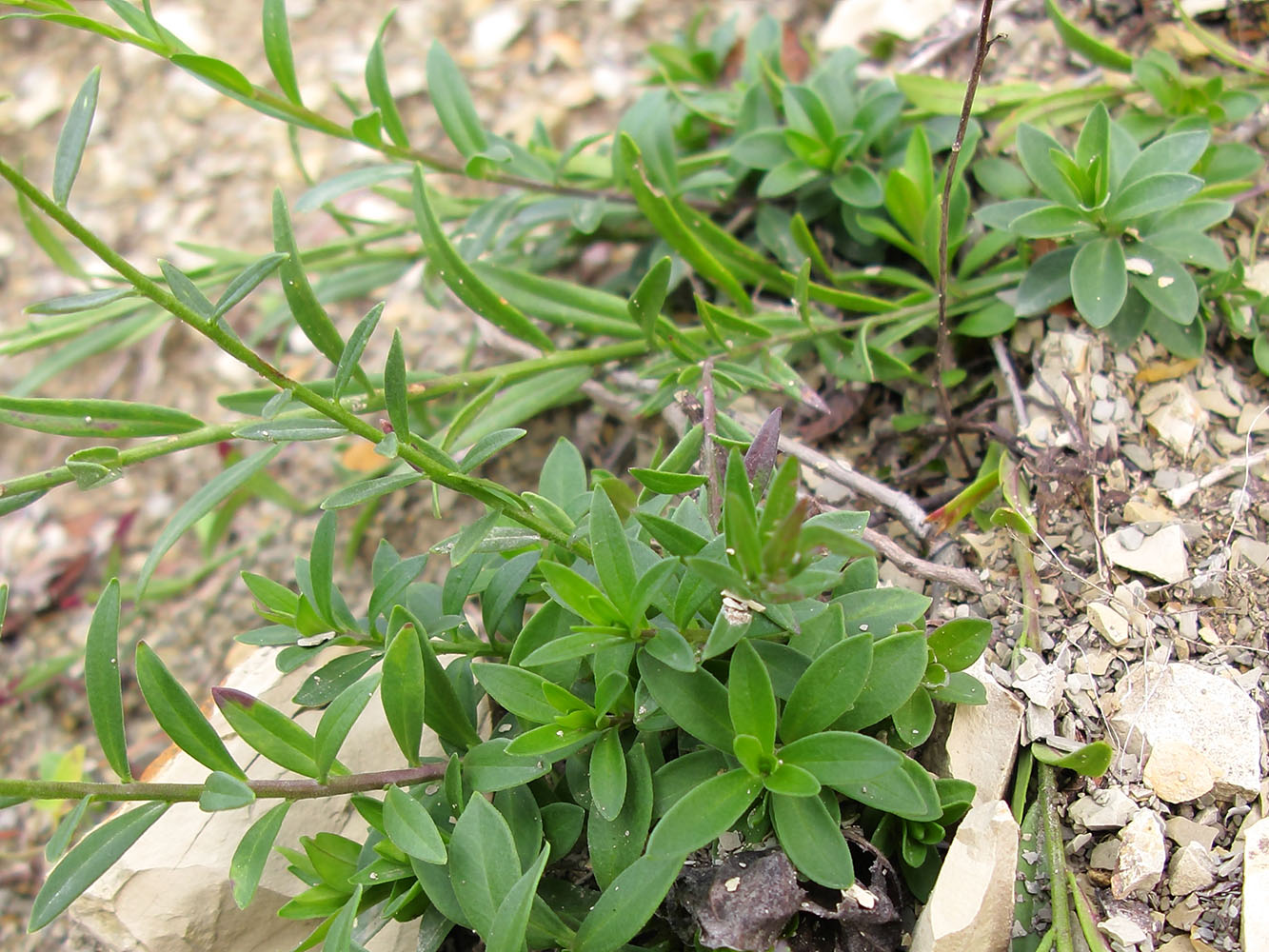 Изображение особи Polygala major.