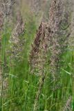 Calamagrostis epigeios