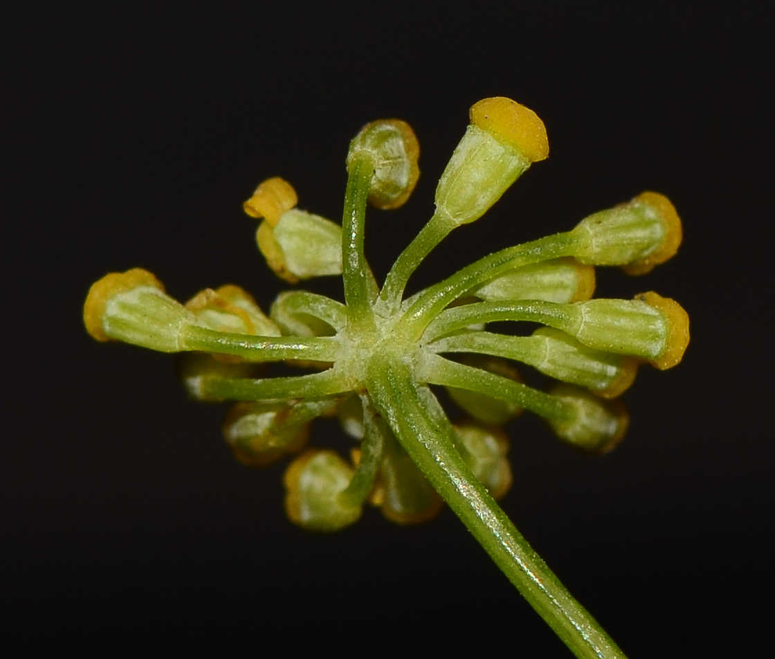 Изображение особи Foeniculum vulgare.