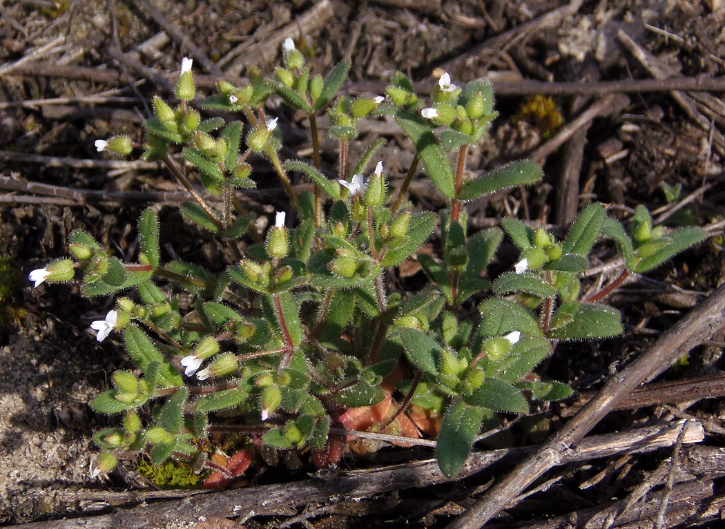 Изображение особи Cerastium pseudobulgaricum.