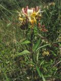 Lonicera periclymenum. Верхушка цветущего растения. Нидерланды, остров Схирмонниког, старые дюны. Июль 2006 г.