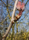 Paeonia rockii. Средняя часть ветки с молодым побегом. Германия, г. Дюссельдорф, Ботанический сад университета. 13.03.2014.