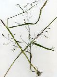 Panicum miliaceum ssp. ruderale