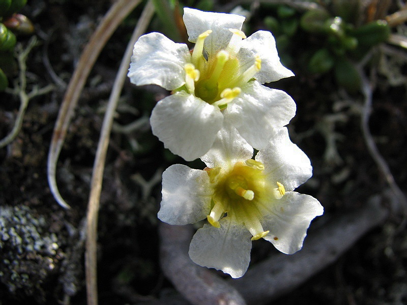 Изображение особи Diapensia obovata.