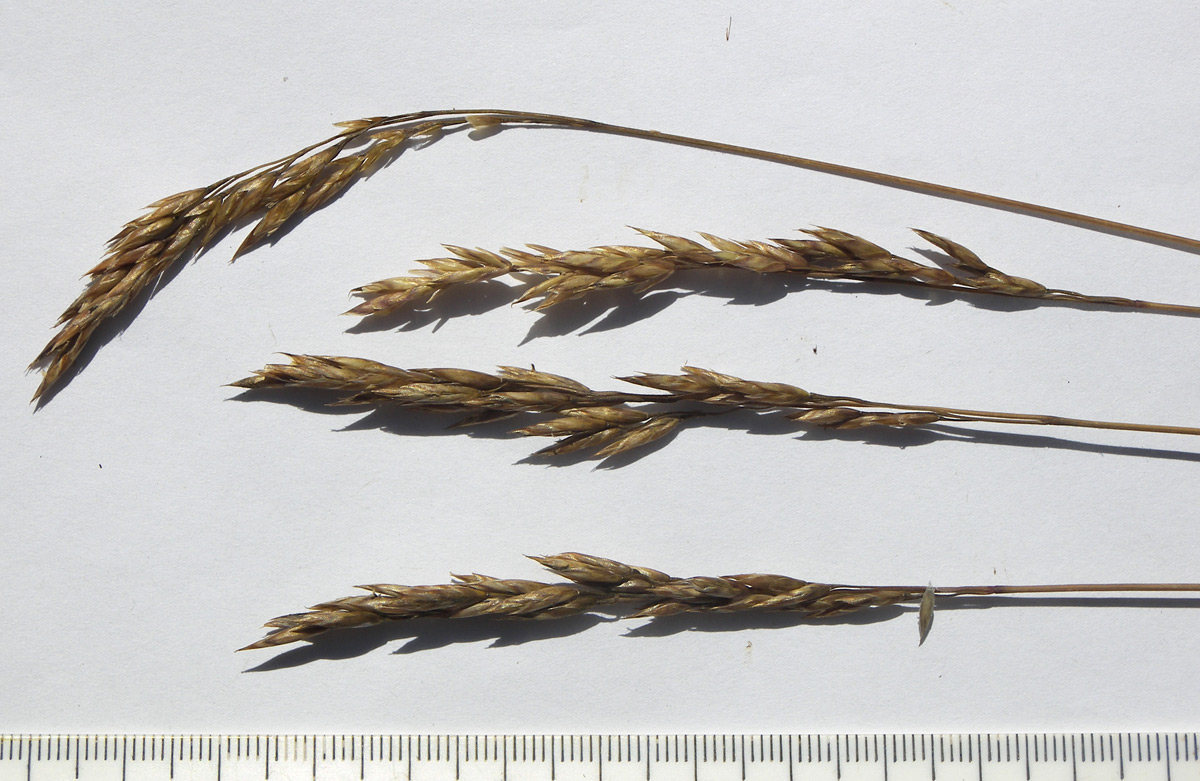 Изображение особи Festuca djimilensis.