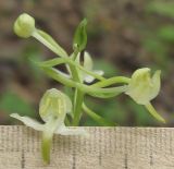 Platanthera chlorantha. Цветки. Краснодарский край, Абинский р-н, окр. станицы Эриванская, тенистый дубово-грабово-буковый лес в щели Жаданова. 30.05.2015.