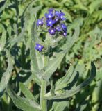 Anchusa officinalis. Верхушка цветущего растения. Восточный Казахстан, г. Усть-Каменогорск, правый берег р. Иртыш, сквер у здания. 20.05.2015.