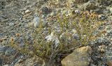 Thymbra capitata. Отцветающее растение. Испания, Андалусия, р-н (комарка) Коста-дель-Соль-Оксиденталь, окр. г. Касарес, горный склон. Август 2015 г.