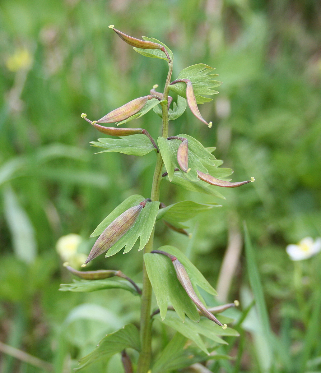 Изображение особи Corydalis bracteata.