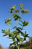 Euphorbia iberica