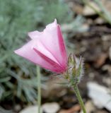 Convolvulus cantabrica. Раскрывающийся цветок. Краснодарский край, г. Геленджик, пос. Возрождение, отрог хр. Коцехур. 05.06.2016.