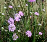 Armeria vulgaris