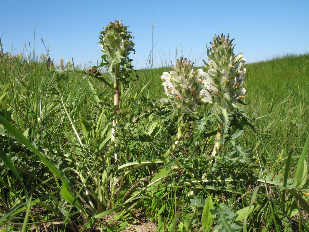 Image of Pedicularis dasystachys specimen.