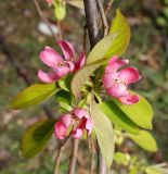 Pseudocydonia sinensis. Ветвь с цветками. Краснодарский край, г. Сочи, Дендрарий. 22.03.2017.