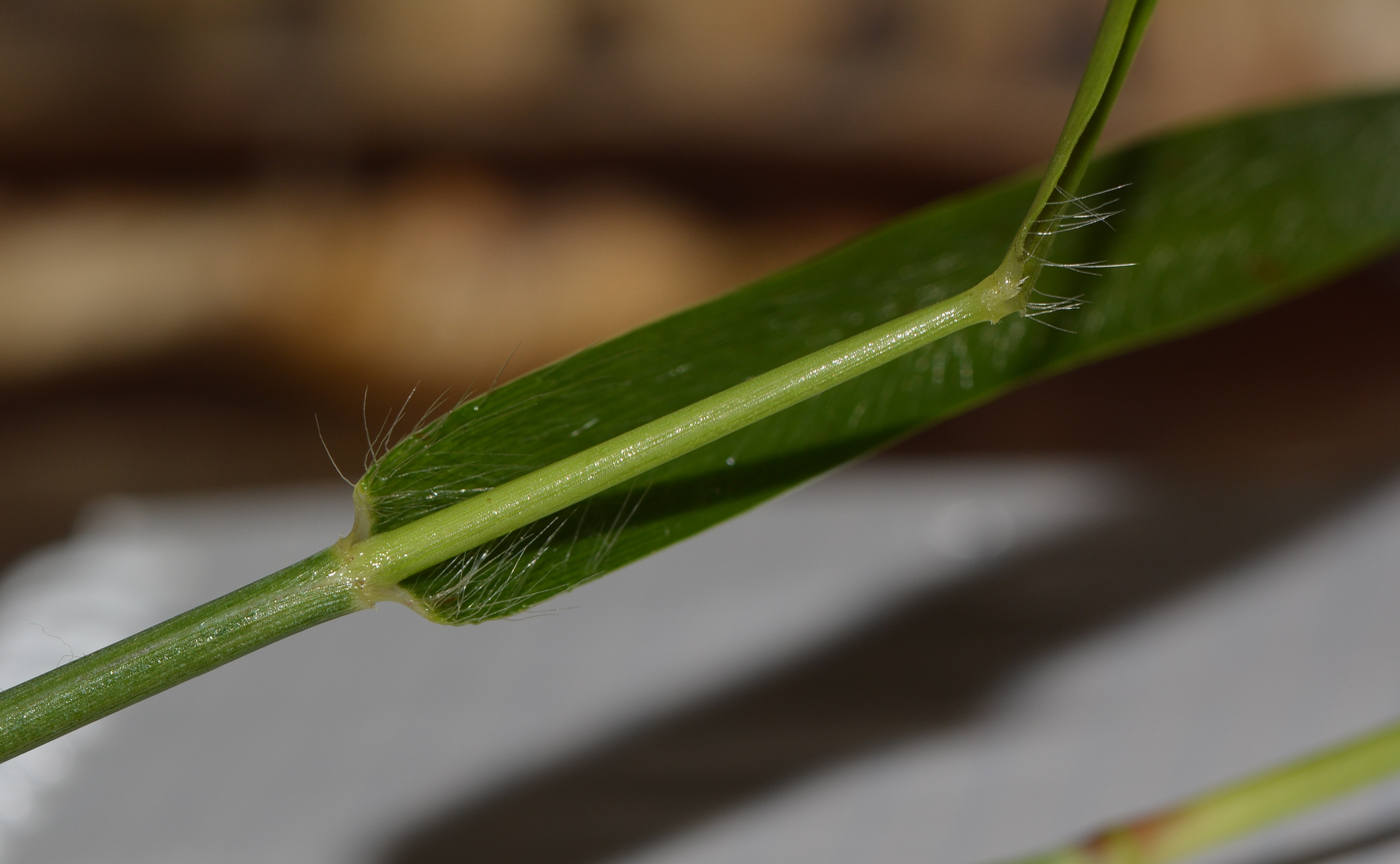 Изображение особи Pennisetum polystachion.