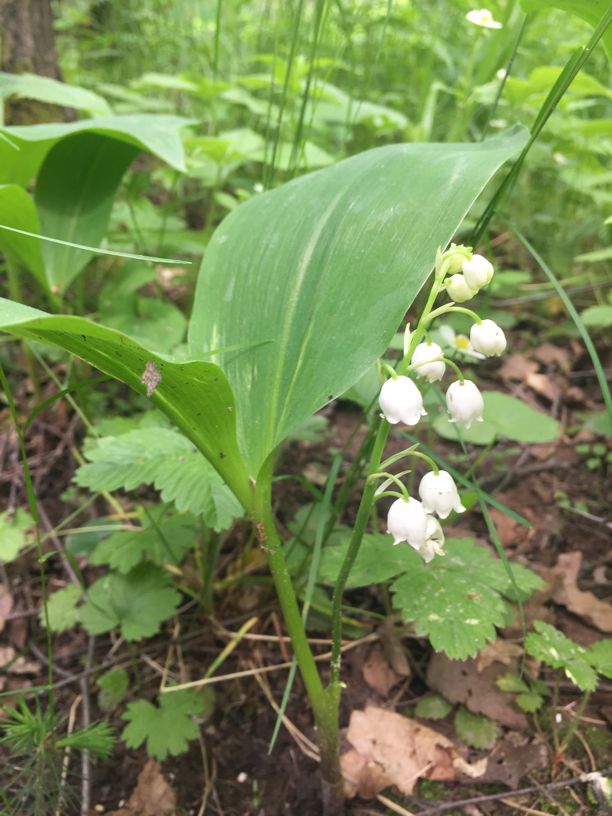 Изображение особи Convallaria majalis.