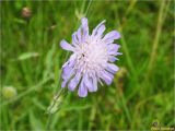 Knautia arvensis