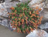 Saxifraga juniperifolia