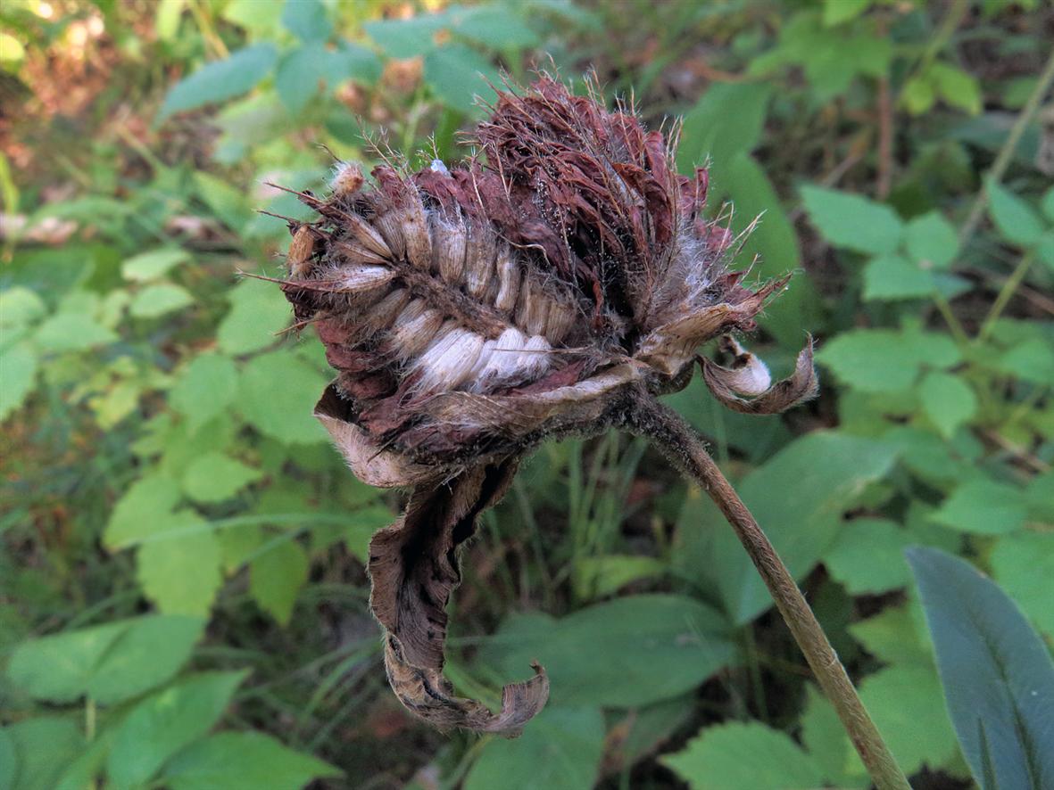 Изображение особи Trifolium alpestre.