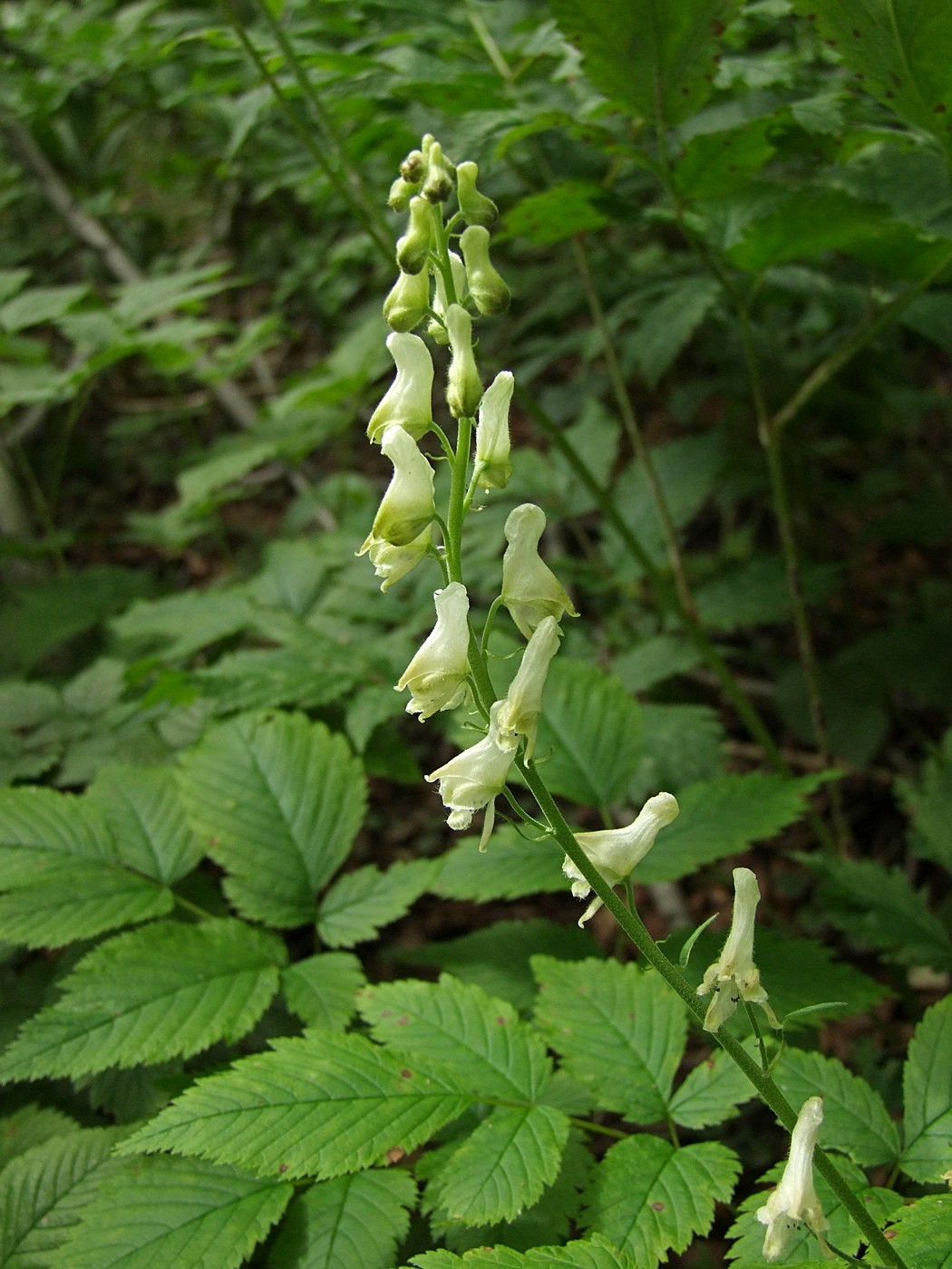 Изображение особи Aconitum ajanense.