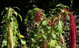 Amaranthus caudatus. Верхушки цветущих растений. Восточный Казахстан, г. Усть-Каменогорск, парк Жастар, в культуре. 11.08.2017.