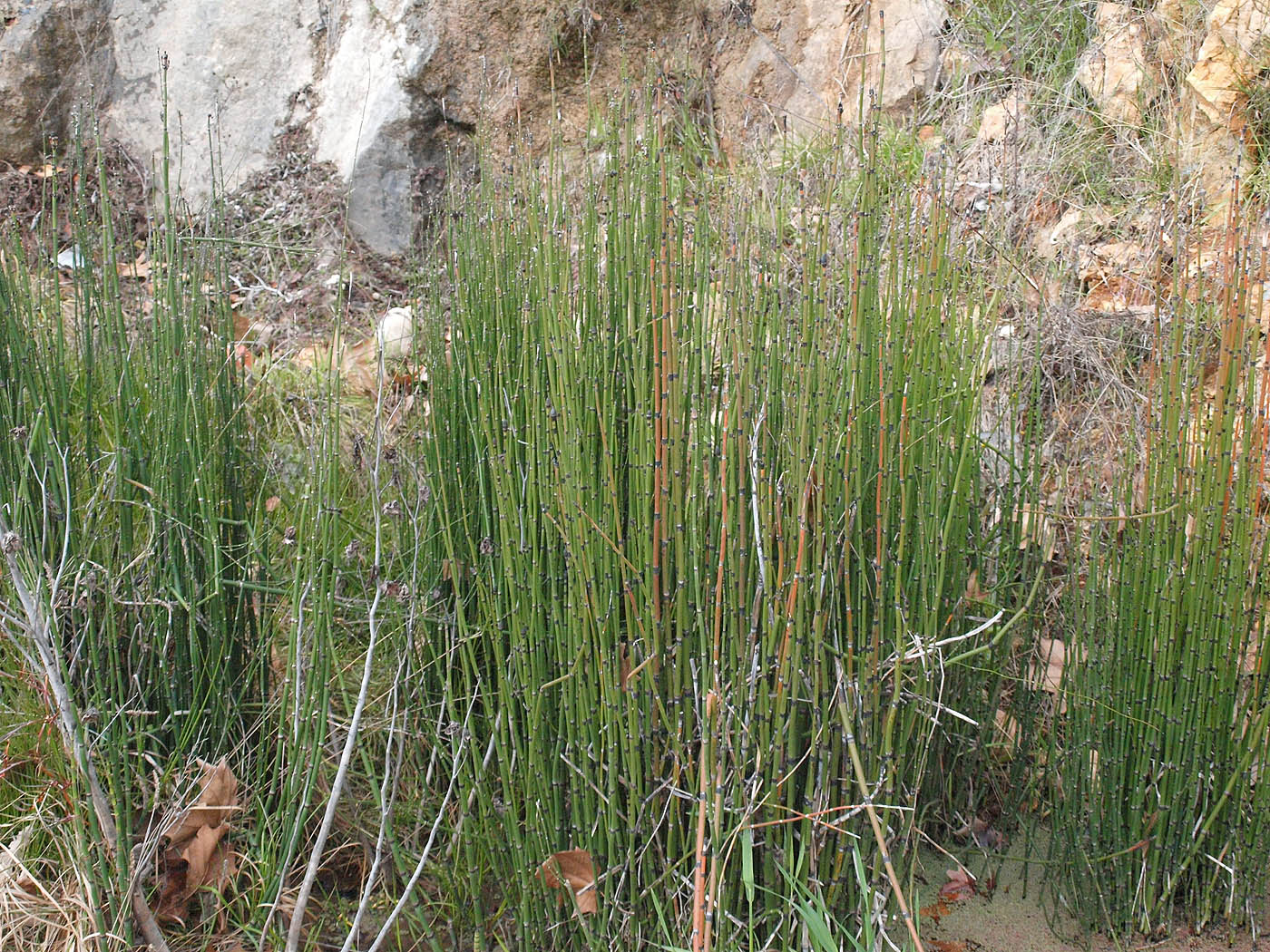 Изображение особи Equisetum hyemale ssp. affine.
